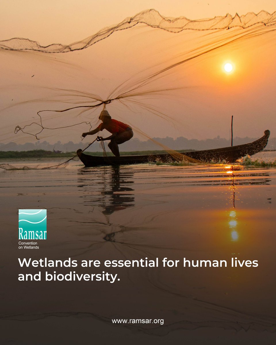Wetlands are essential for human lives and biodiversity.

It is urgent that we raise national and global awareness about wetlands in order to reverse their rapid loss and encourage actions to conserve and restore them. #WeNeedWetlands