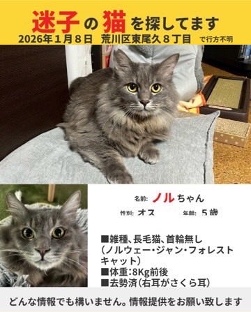 ねこまた (@nabenekoma) / Posts / X