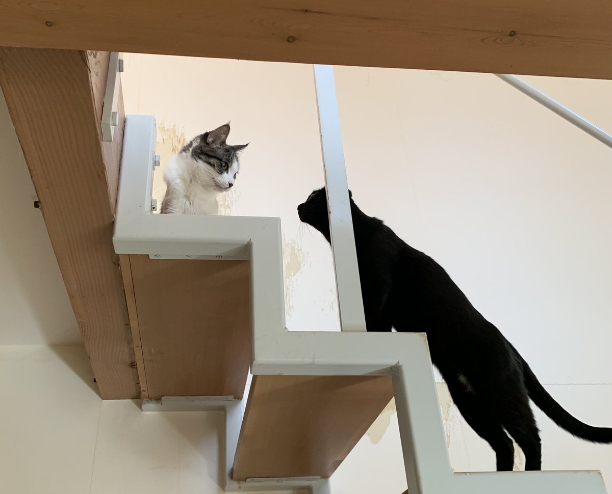 ventvert17's tweet image. 猫の日。