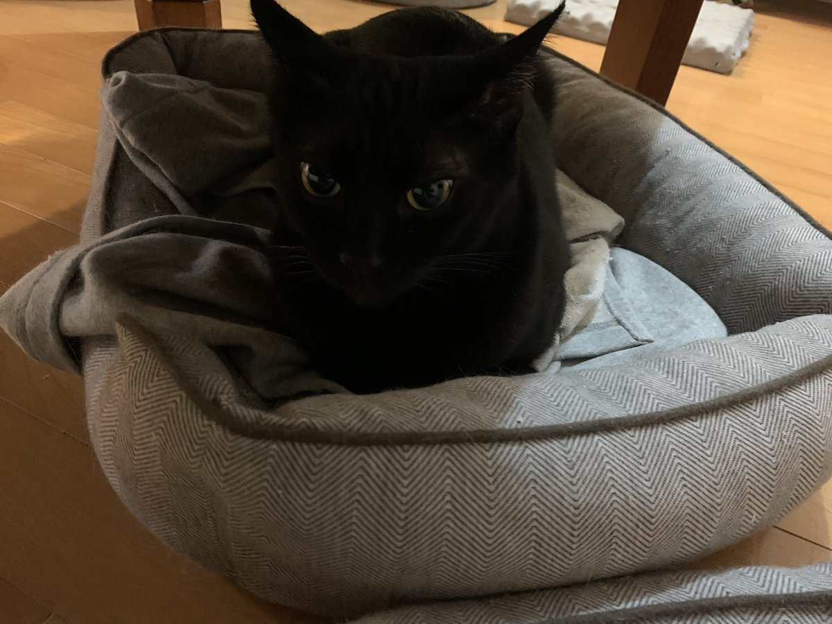 ventvert17's tweet image. 猫の日。