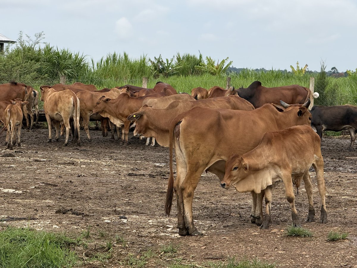 NelsonHavi's tweet image. The pure Sahiwal herd is Jatelo’s and Ndawo’s territory.