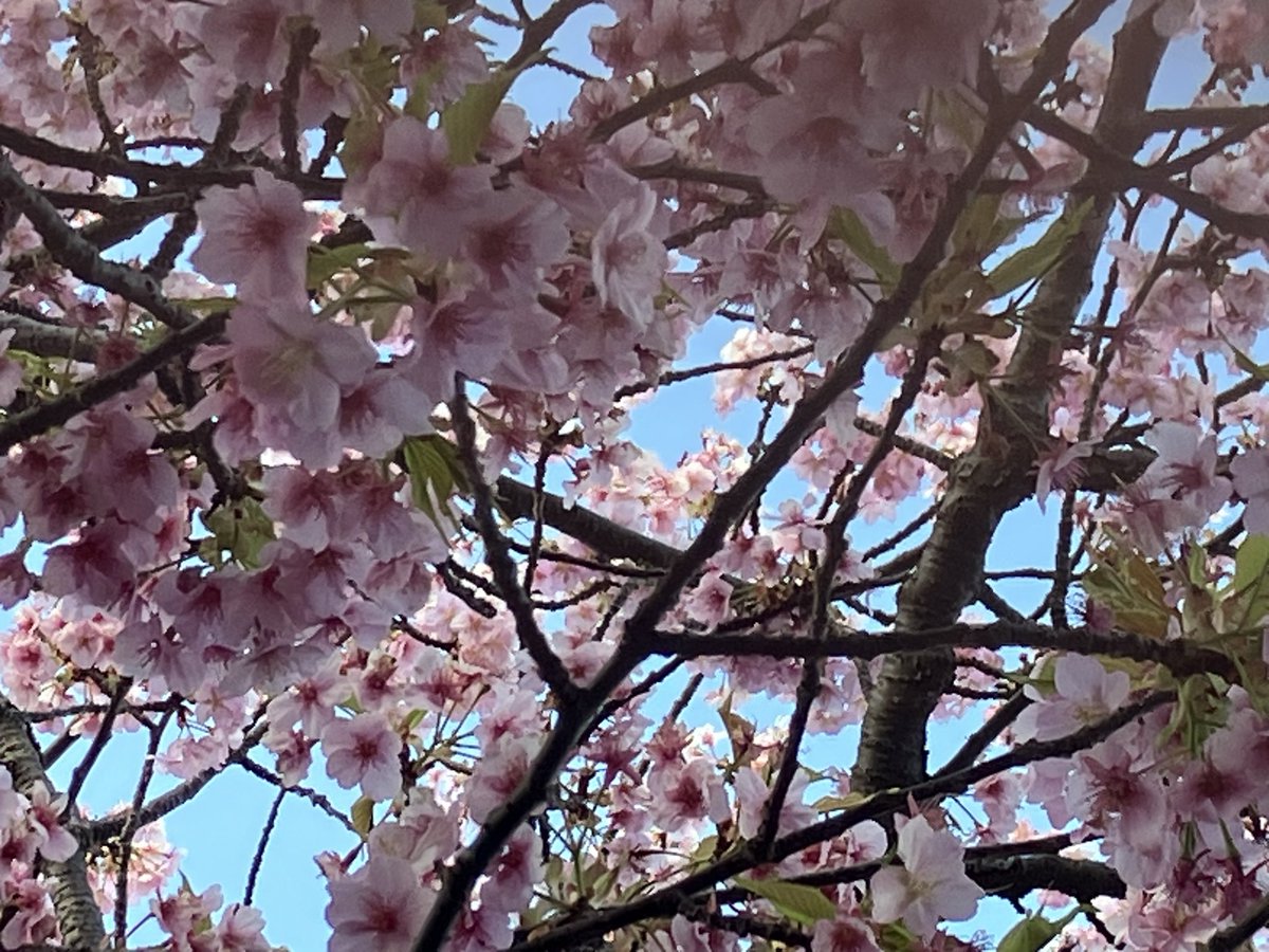 お友達と4人で河津桜を見に…いや、マグロ食べに行って来た！
いつもしんどいなぁ…って時に連れ出してくれるんだよなぁ😊
暫く連絡してなくても、何も言わないのけど察してくれてる感ある
友達というより仲間って感じ😊
人生の先輩方であり、大好きな方々❤️