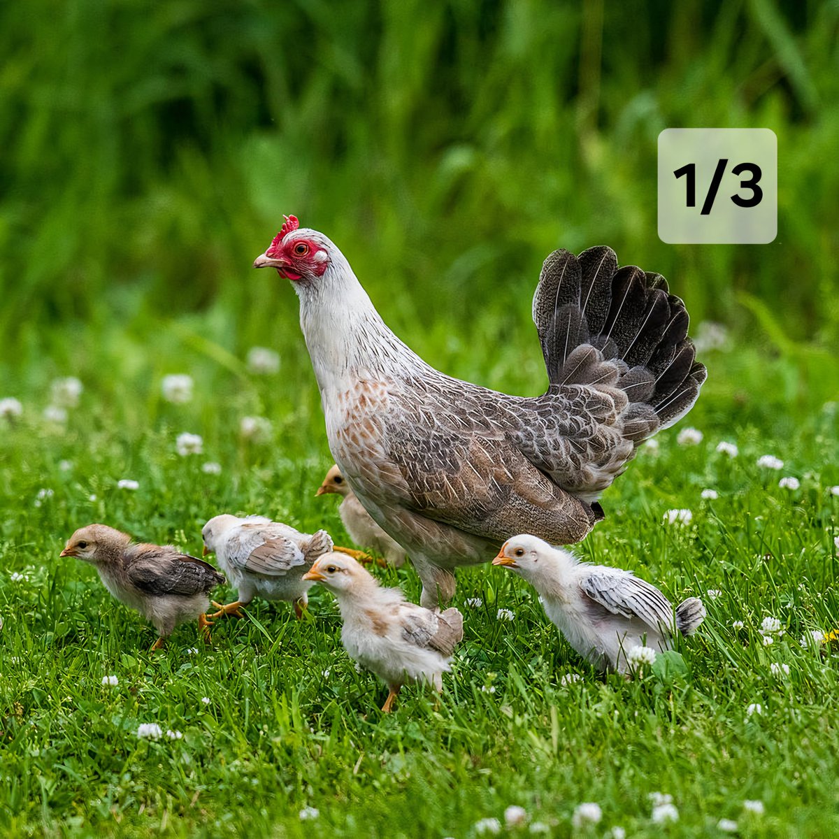 Robert Maślak tweet media