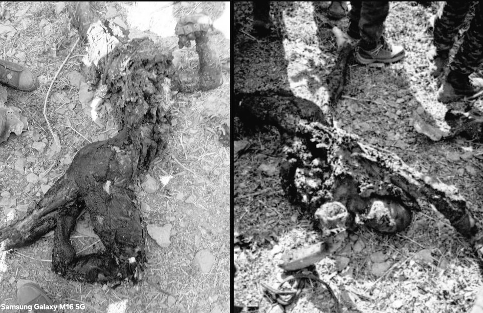 கிஸ்ட்வாரில் 3 பாகிஸ்தான் பன்றிகள் கொல்லப்பட்டனர்