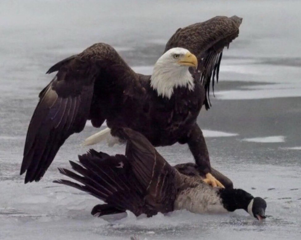 Lauri Johnson (@arkbuilder1313) on Twitter photo 