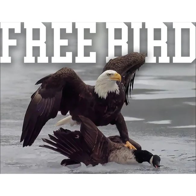 OldRowOfficial's tweet photo. *FREEDOM INTENSIFIES* https://t.co/kVwvRPLzFF
