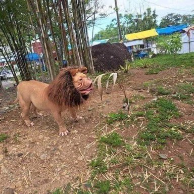 WhyWavee's tweet image. Slick u bogus for this fake ass zoo @pinkcancerrr_