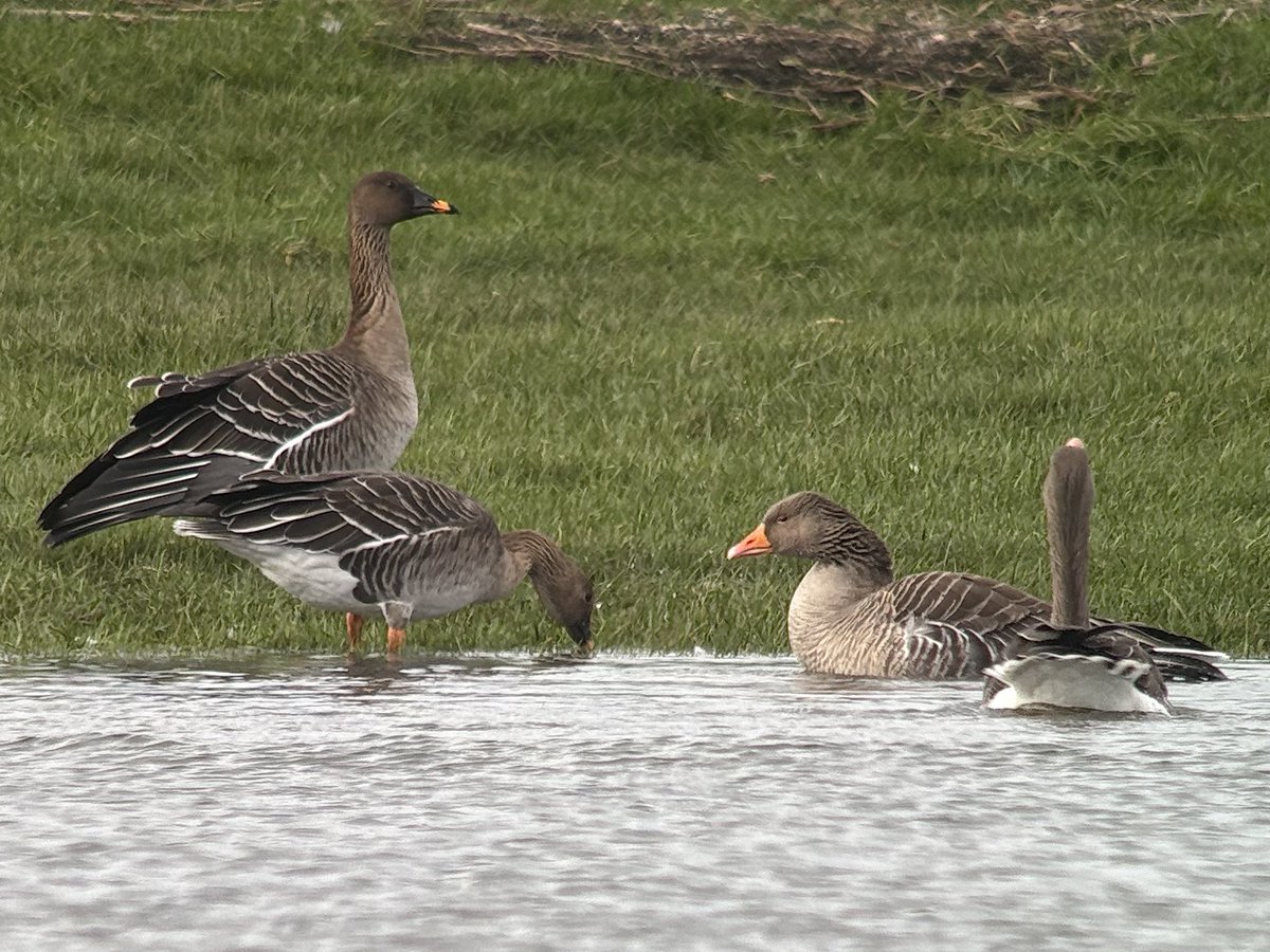 Nick Crouch tweet media