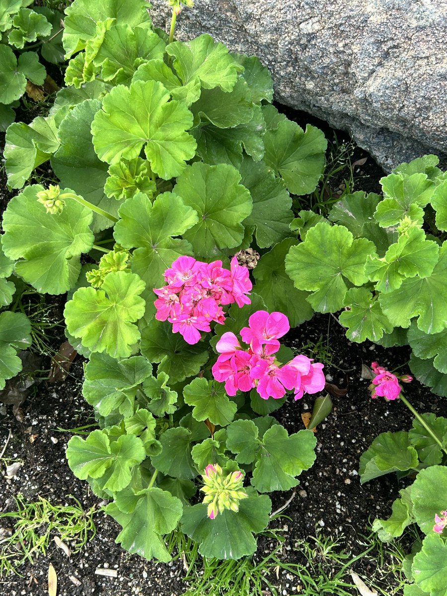 Occitania32's tweet image. Geraniums. 
#plants #geraniums #Arizona