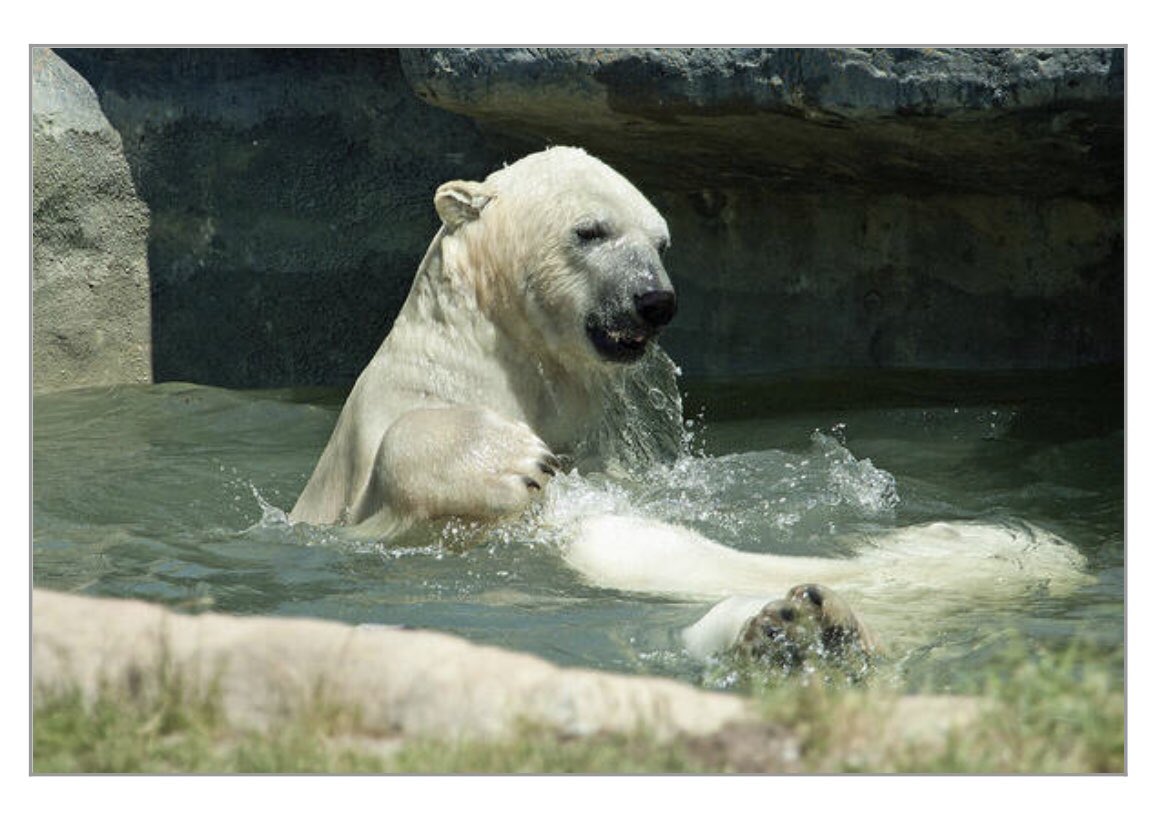 shonna99784's tweet image. A Polar Bear Plays - Toronto Zoo - Art Print shonna-hawkins.pixels.com/featured/a-pol…

#PolarBear #Plays #UrsusMaritimus #Ursus #TorontoZoo #ArtPrint #FineArtPrints #WallArt #HomeDecor #ShonnaHawkinsPhotography #BuyIntoArt