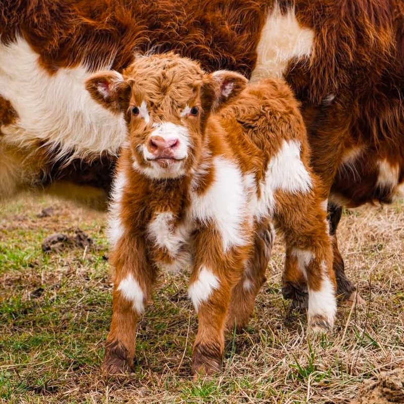 CowoftheDay1's tweet photo. 📅 27th February 2026
🐮 Benny
🏷️ Instagram/fluffyfeatherfarm
💕#animaloftheday https://t.co/jOfZYj0jZv