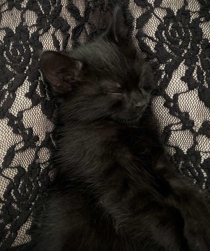 4inniee's tweet image. how does pinterest see you? ♡ 

character 
tattoo 
doll
animal