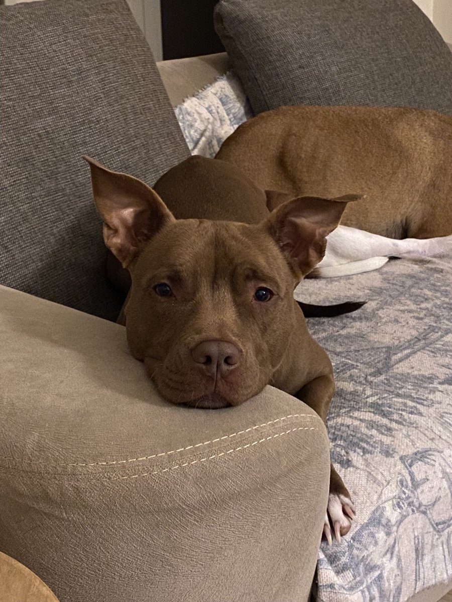 Rose’un ölümünün üzerinden 1 yıl geçti.

1 sene önce bugün çığlığı yarım kaldı.
Ağızlığı yere düştü.
Gözleri kan doldu…
Ve saniyeler içinde öldü.

Bu bir “kaza” değildi.
Bu bir ihmaldir.
Ve 1 yıldır adalet yerini bulmadı.

Savcılık dosya hakkında takipsizlik kararı verdi.
Biz bu