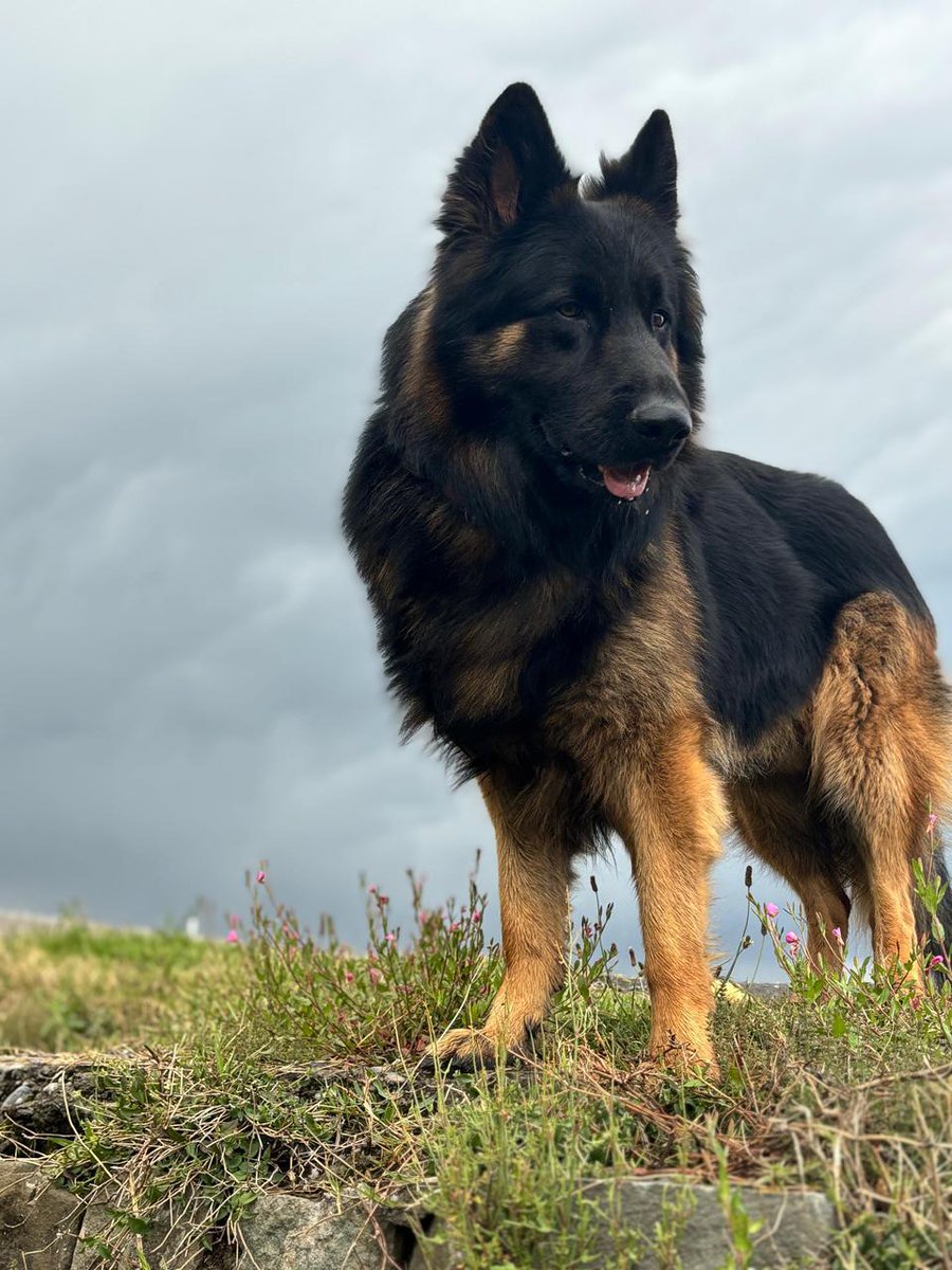 sidhant's tweet photo. Tyson, who caught the terrorists earlier today https://t.co/WEUXciSw5k