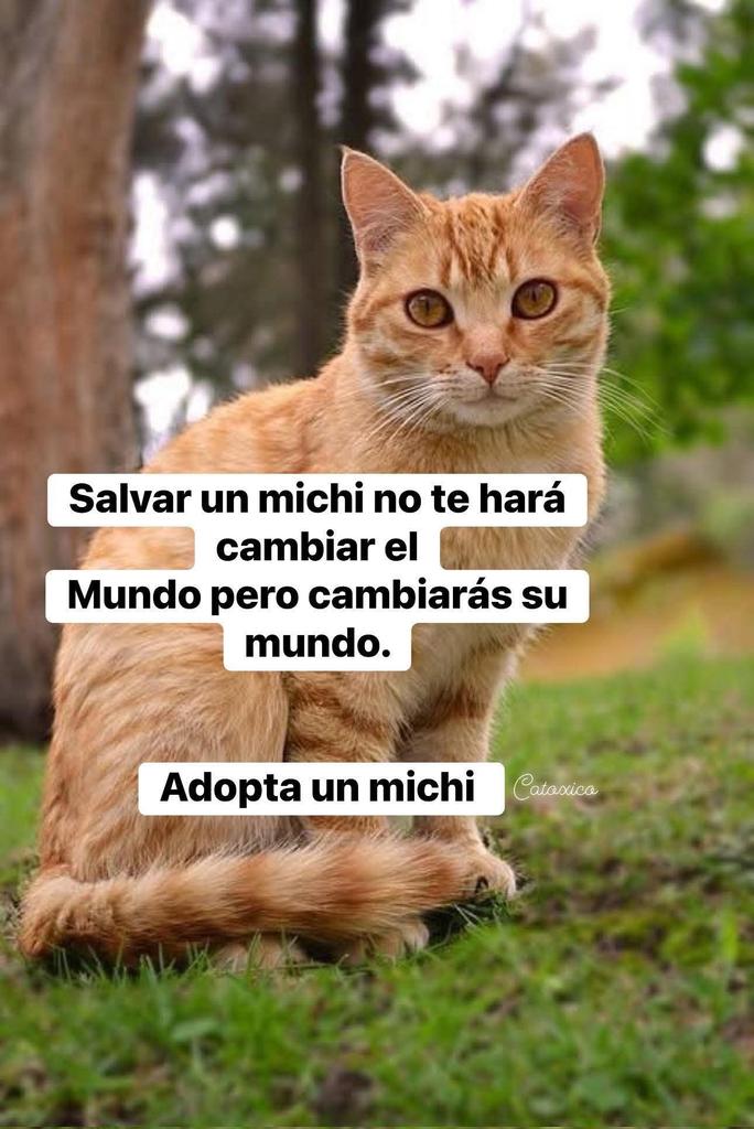 Adopta, no compres!
🧡