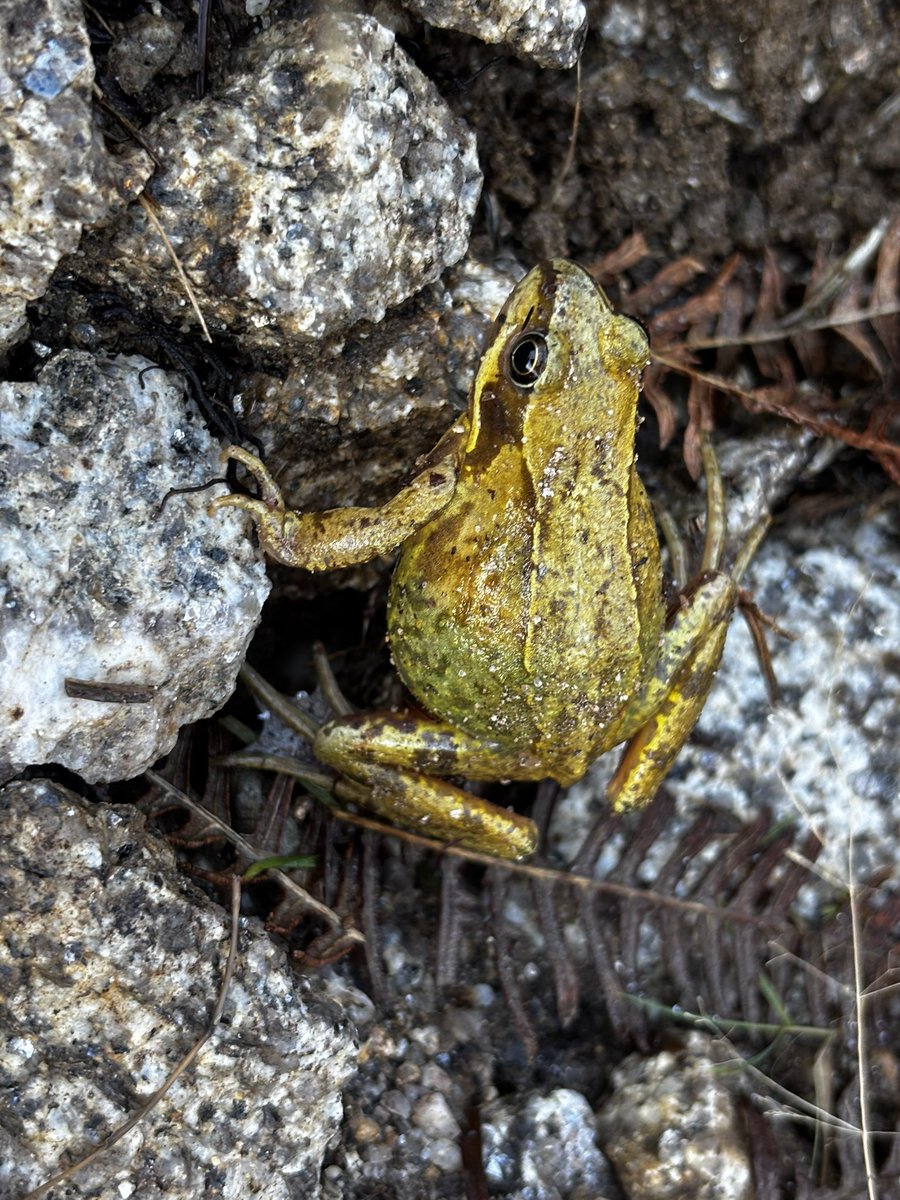 internalcabling's tweet image. Сегодня тепло. Лягухи повылезали