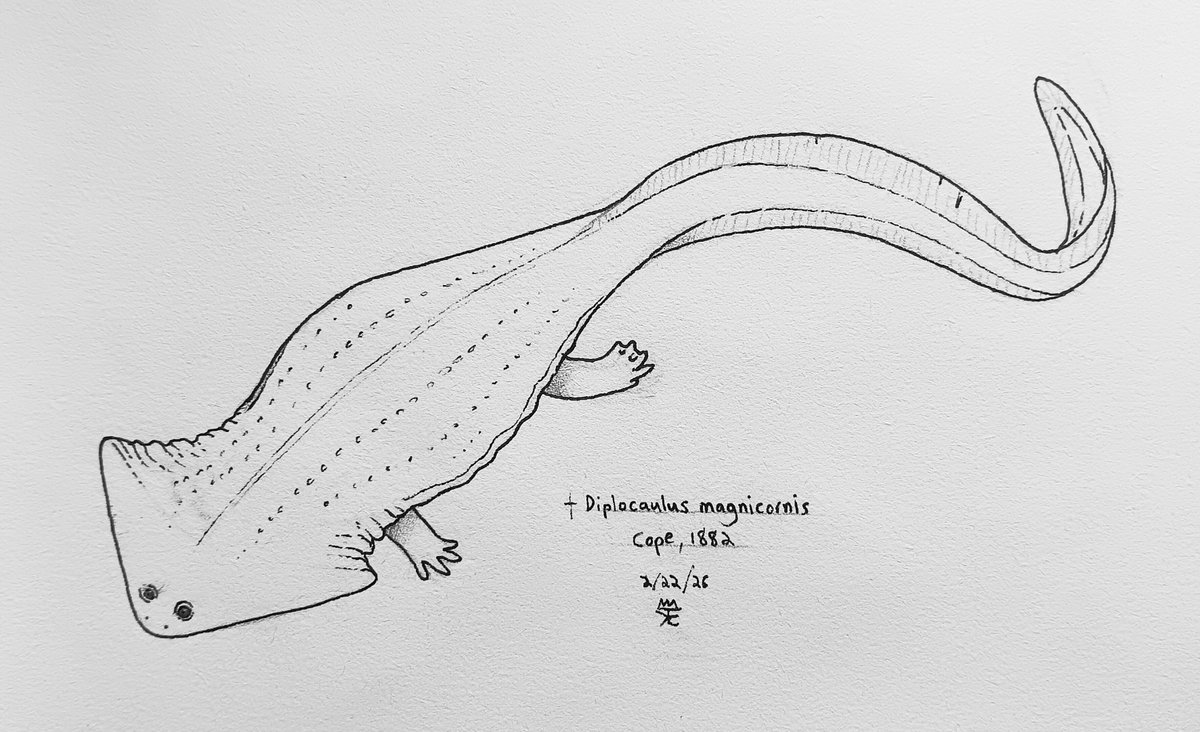 Sketch of the bizzare Diplocaulus; a nectridean from the latest Carboniferous to the Late Permian of the US and Morocco. It is an aquatic, salamander-like animal well known for its boomerang-shaped skull, which may have helped provide lift when swimming .