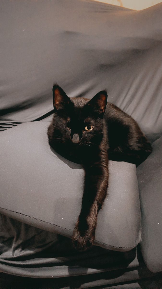 Lon 🐾 tweet media