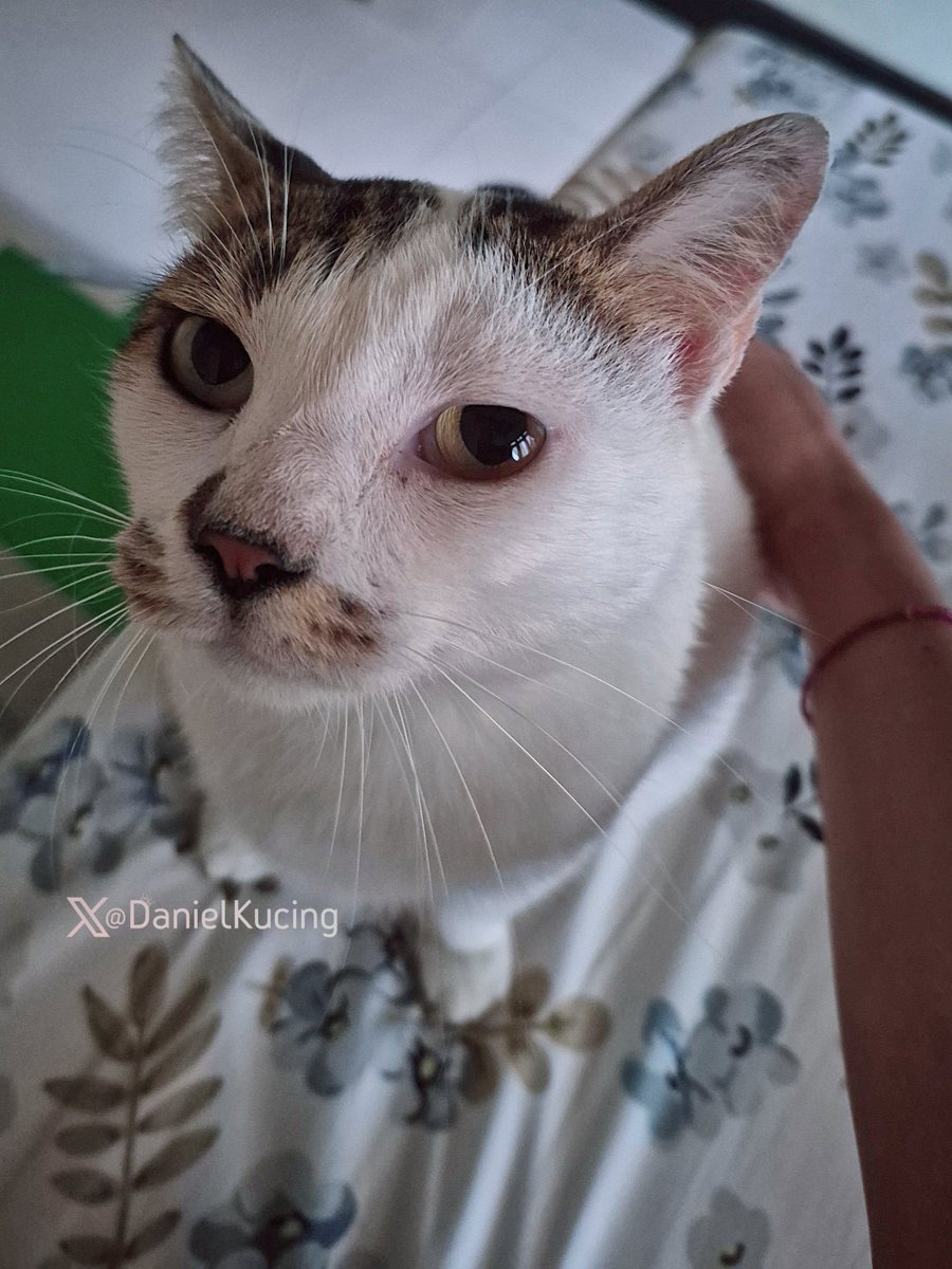 give me a kiss or I'll boop your nose! (real hard)

*death stare 👀✨️