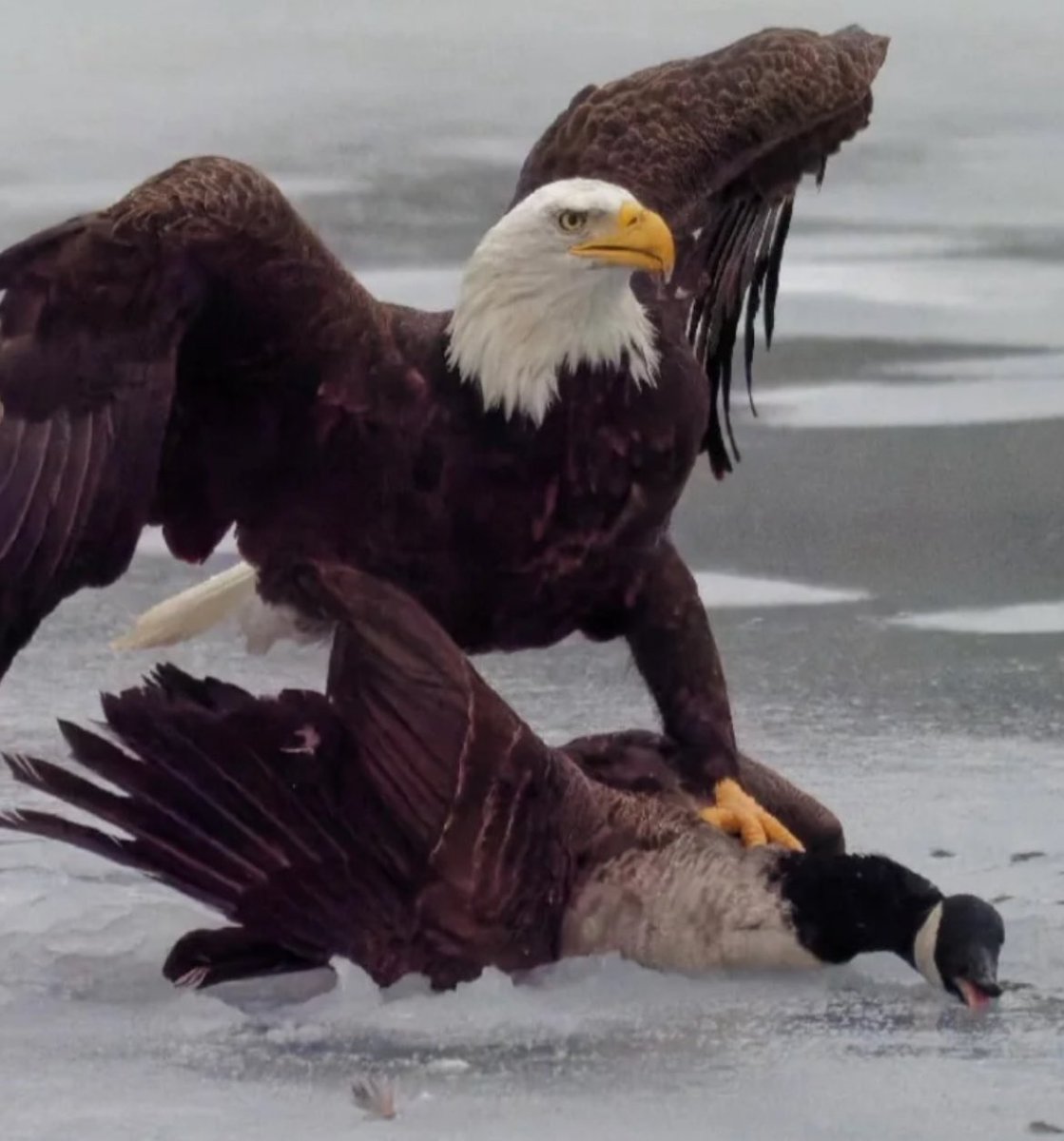 IT’S CALLED ICE FOOTBALL NOW PIPE THE FUCK DOWN EAST ALASKA 
TWO GENDERS AND THEY BOTH TORCHED YOUR ASS