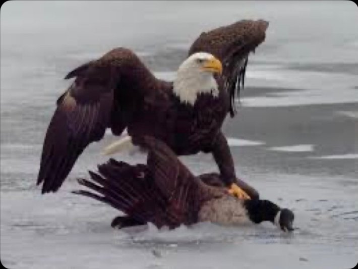 Ryan J. Mitchell tweet media