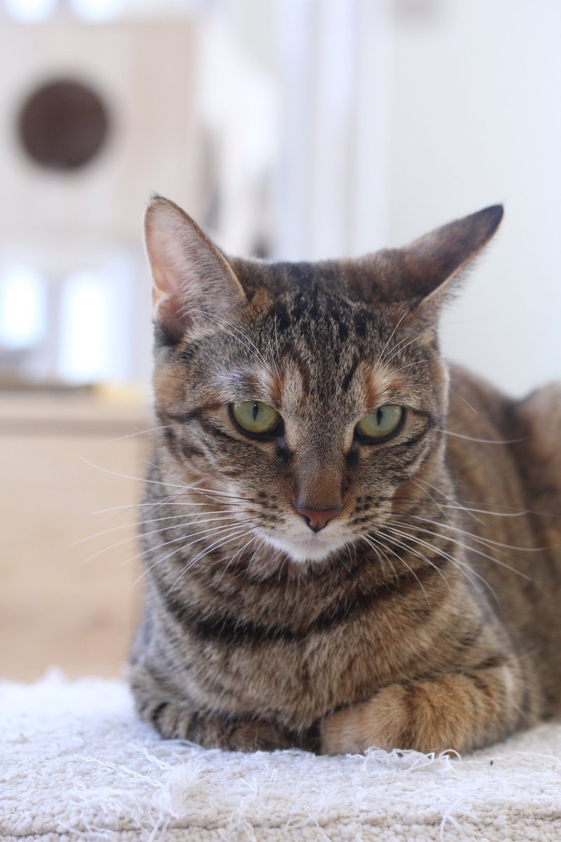 猫フォルダ千本ノック（延長）10058 ちら #ねこ #ねこフォルダ