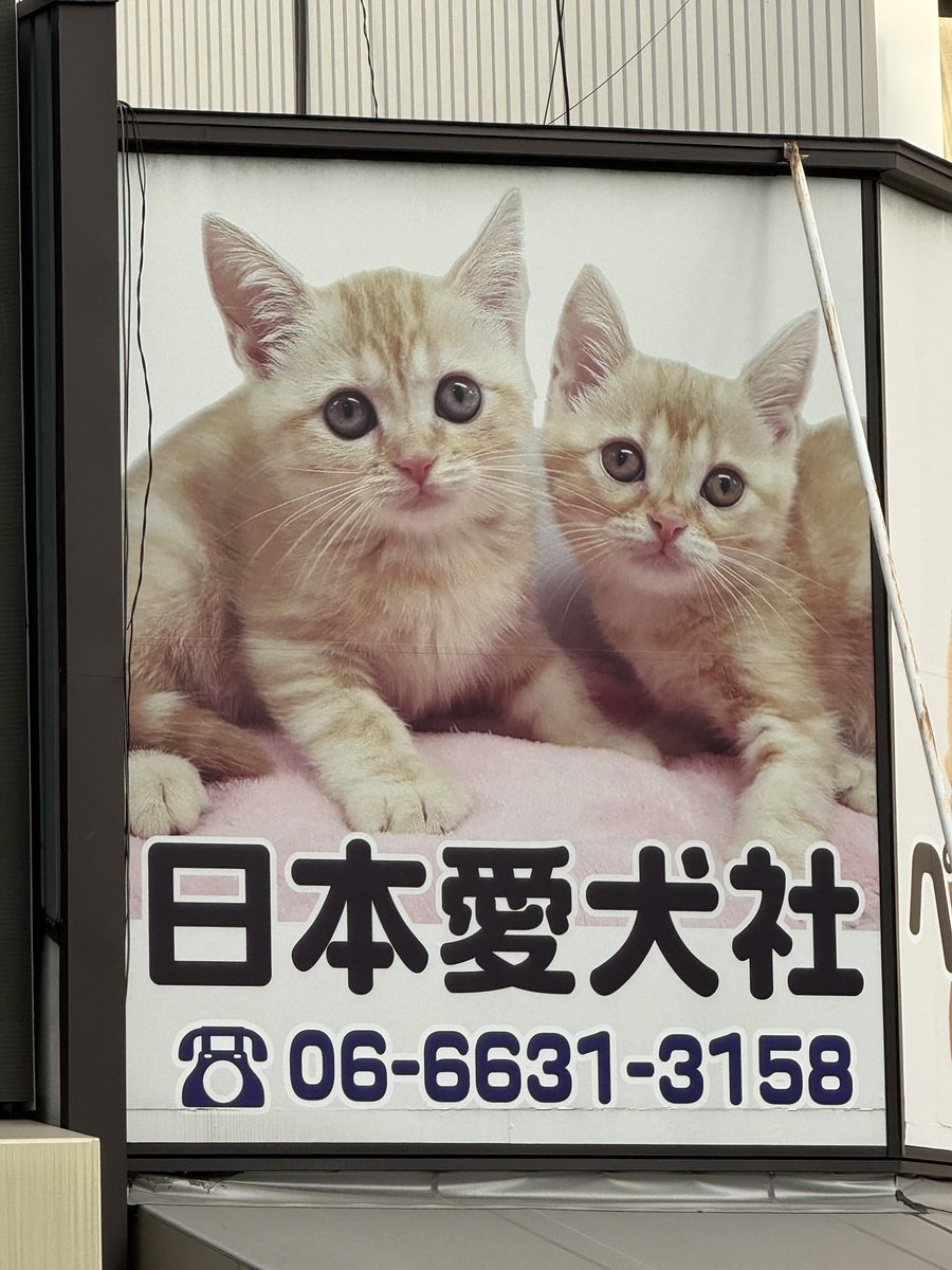 愛犬社 ニャ～🐱🐱