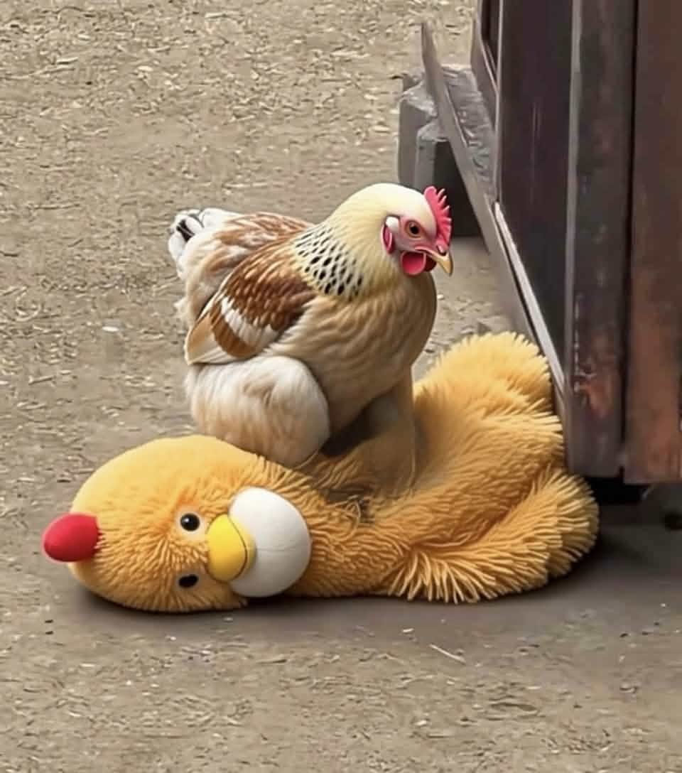 Litecoin is able to take a punch.
Chikun fears no one.