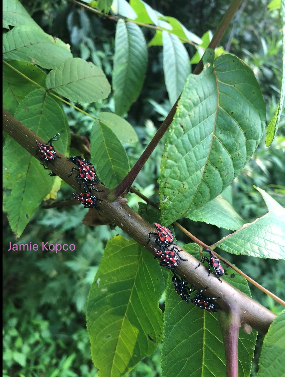 Penn State Pesticide tweet media