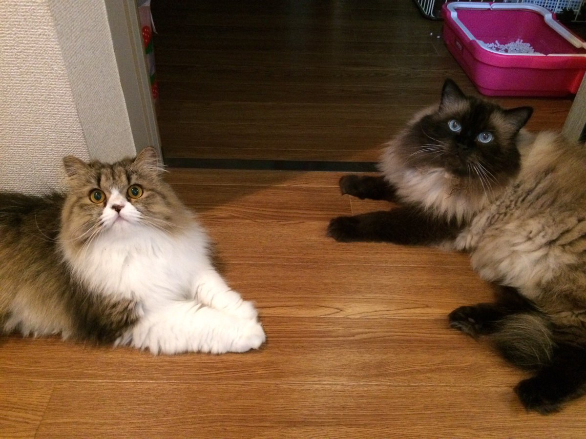 lovechang718's tweet photo. 猫の日でしたね。
ミミ11歳(来月12歳)、みかん8歳元気です。
タイちゃんが虹の橋を���ってから8年経ちました。みんな愛しいです。
世界の猫がみんな幸せな生涯を送れますように。 https://t.co/qkbpXRYsAT