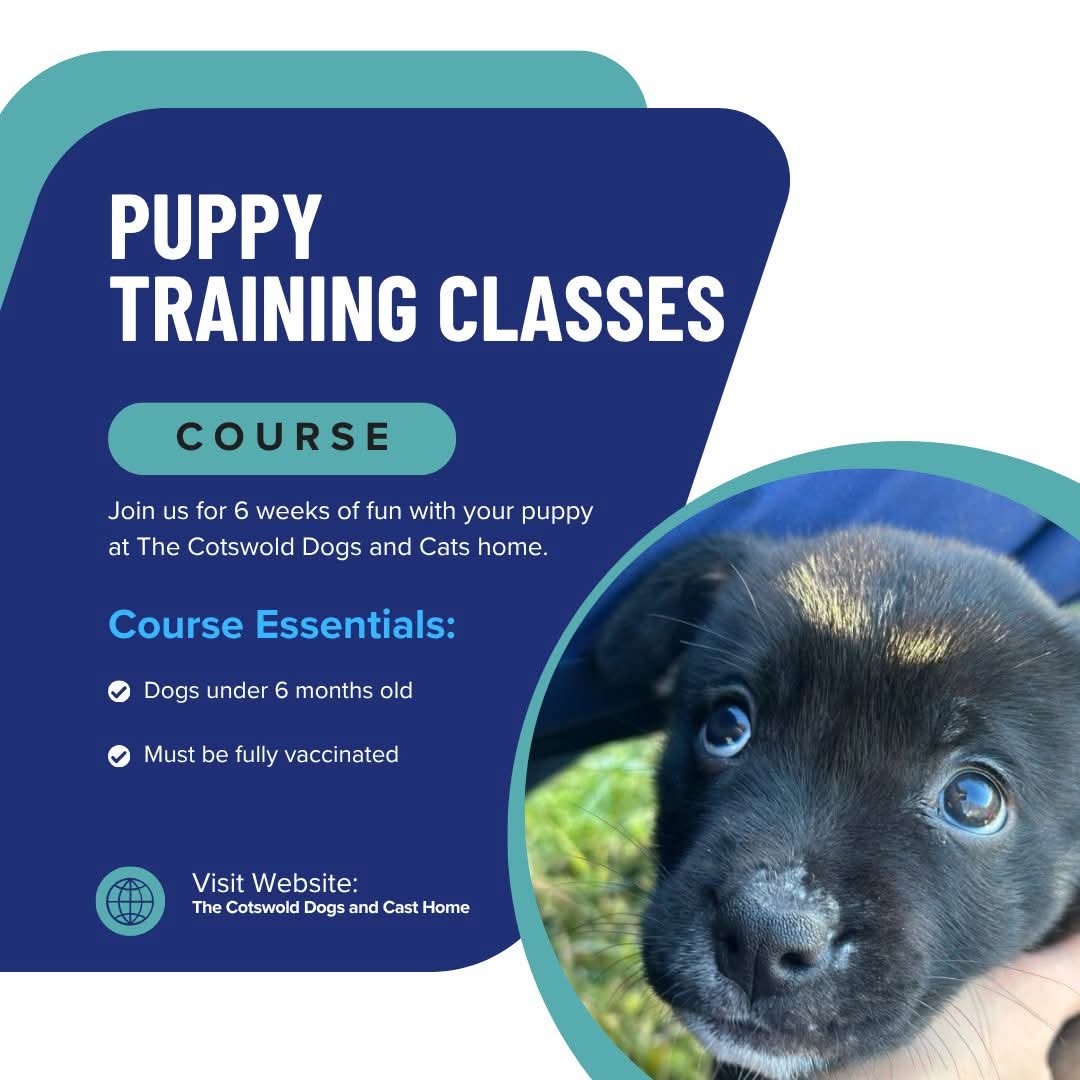 cotsdogscats's tweet photo. Another one of our 6 week puppy training course is starting on 11th March! Secure your slot today by following the link below;
https://t.co/RXOrgb4LIC
#PuppyTraining #DogTraining #PuppyClasses #TrainingCourse https://t.co/g6znQAYrYl