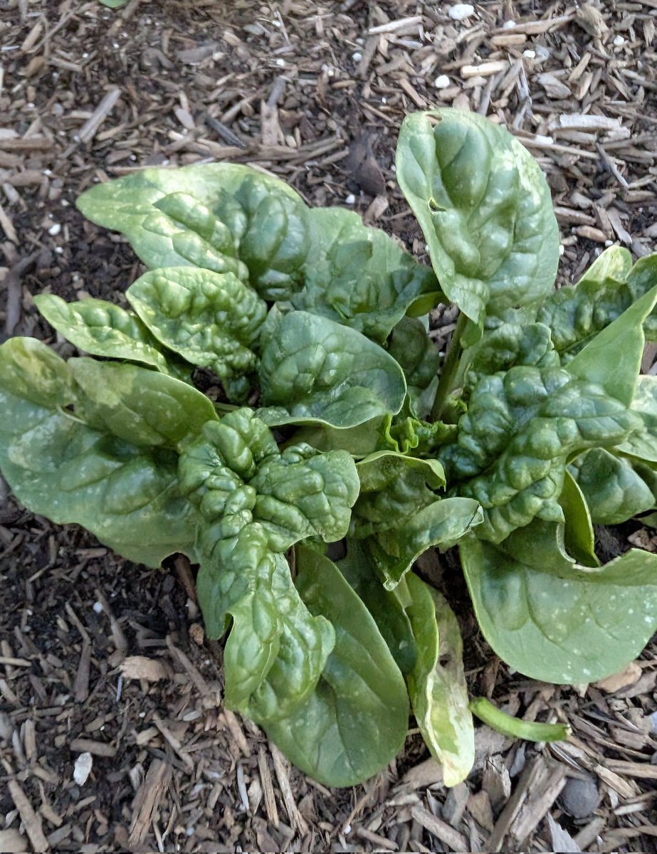 Mahesh Sathiamoorthy tweet media