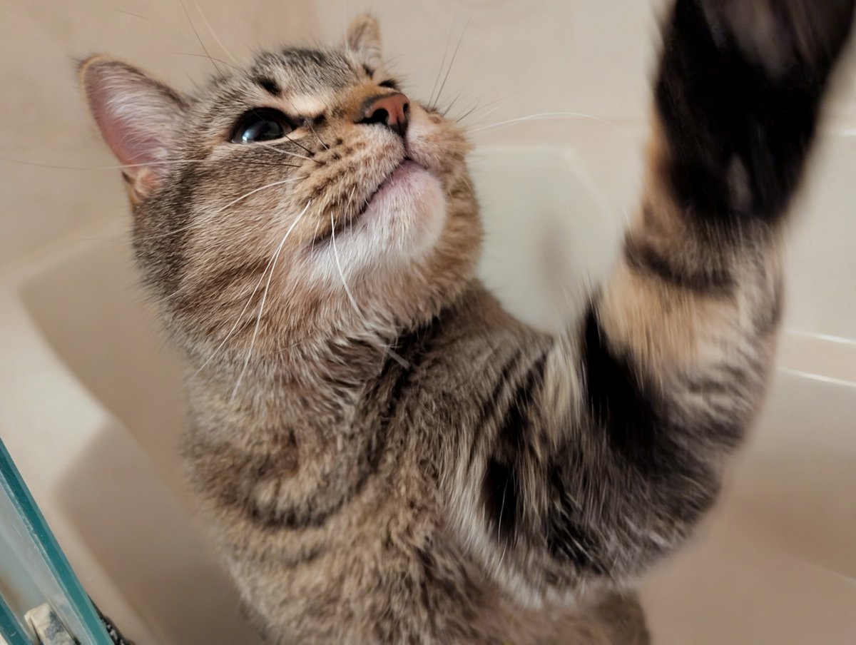 In da bafftub Figgy play
He dos dis seben times a day

He walk on ejj, he hop inside
He sit down lo, he twy to hide

He sing a song, he finds his ball
He hits it hard on bafftub wall

He chase it fast til it fly out
Den Figgy has a sad and pout

#CheddarPoetry #SillyFiggy #Tub