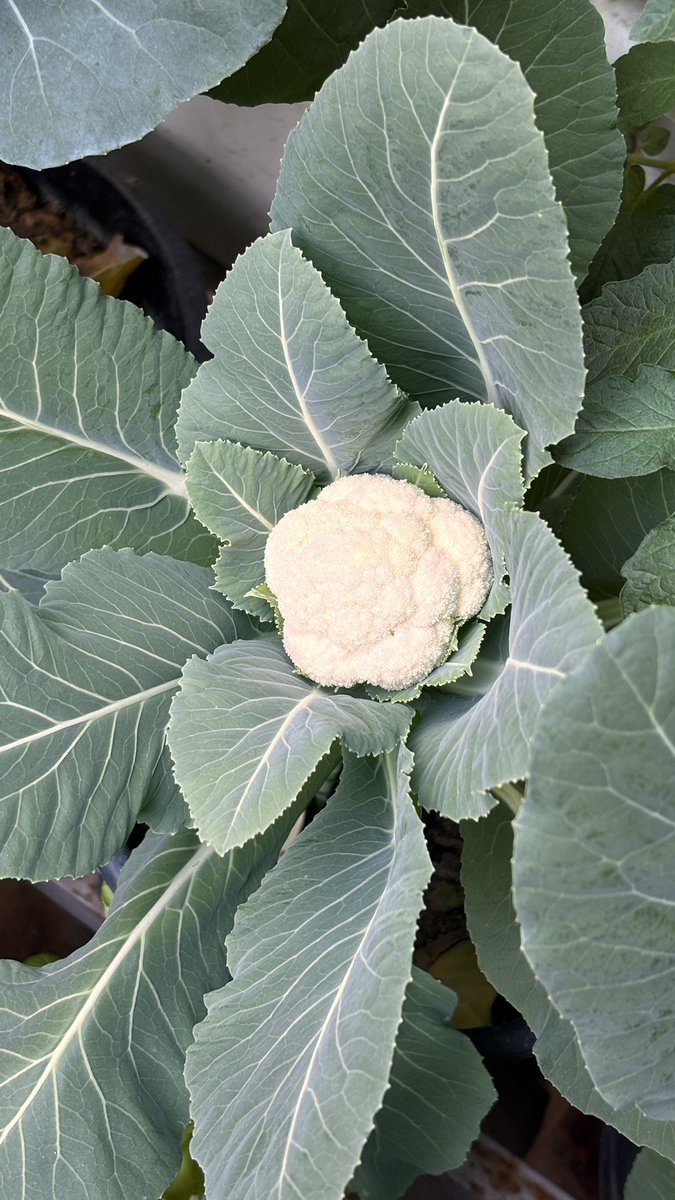 abhishek15may's tweet photo. Happy to share my urban gardening produce!

फूल से कम ख़ूबसूरत तो नहीं , रोज़ इसके ग्रोथ को  मॉर्निंग में देखना सुकून भरा होता है ..

#vegitable #Gardening #sundayvibes https://t.co/ygUHPhrcjg