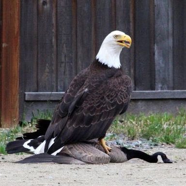 elane1013's tweet photo. #USAHockey https://t.co/5NeZRhvTfn