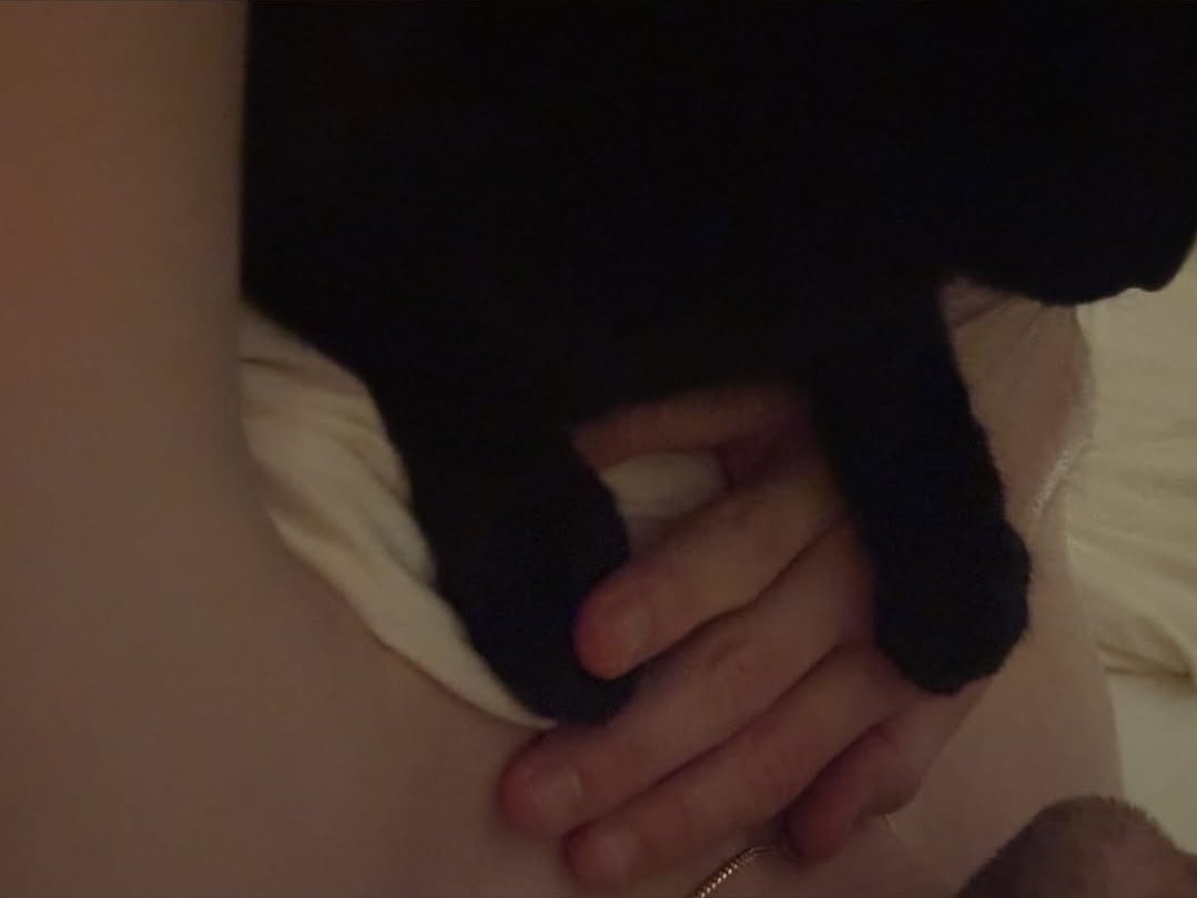 Wallows Updates tweet media