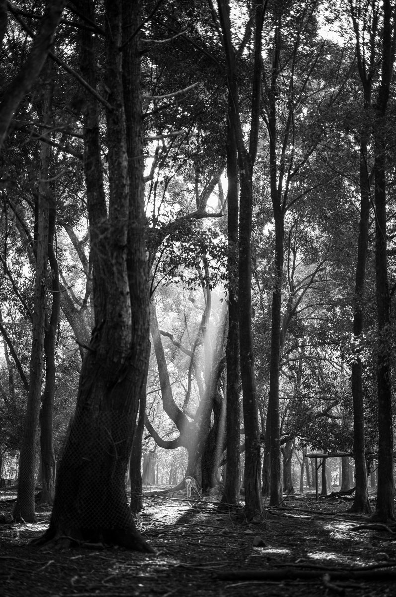 みかづき (@mic_azuki) / Posts / X