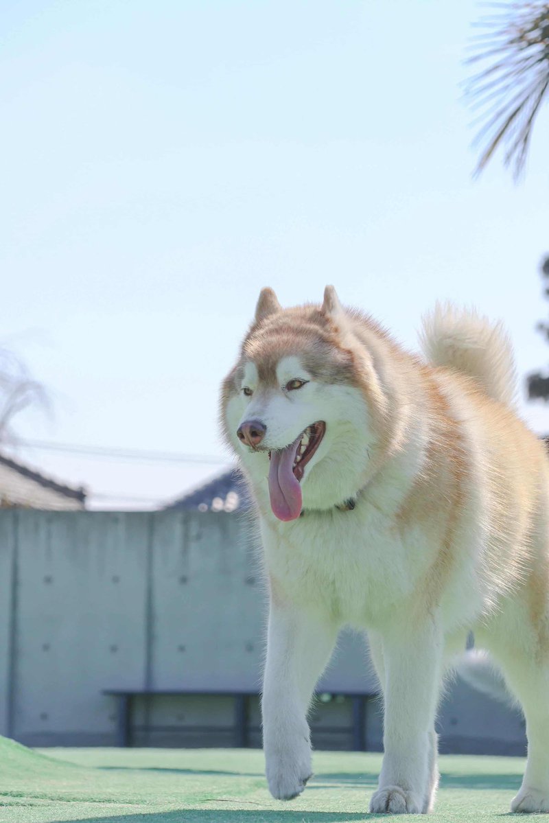 茶々丸チャチャチャ👐 (@chacha_maru1113) / Posts / X