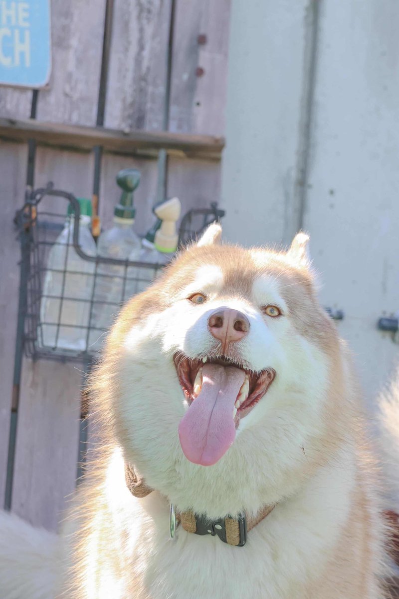 茶々丸チャチャチャ👐 (@chacha_maru1113) / Posts / X