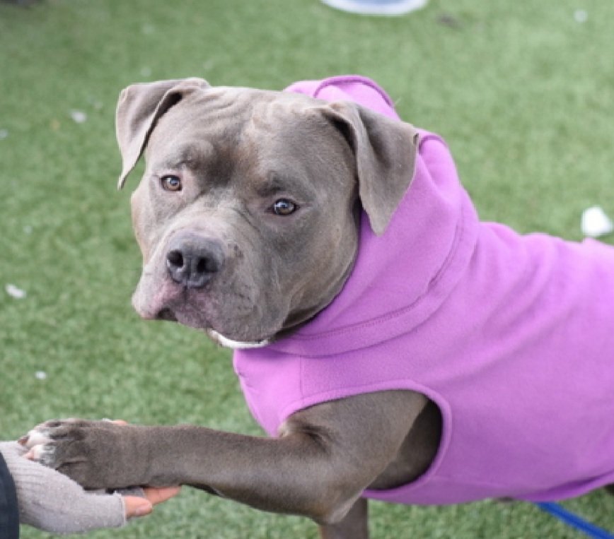 MyBoxerLuvMac1's tweet image. 💔Blue Bunny💔
#NYCACC #247140 4y
▪️Listed TBK: 2/24💉 
#RescueOnly

Precious sweetie's💔, surr after left w family member &amp;amp; owner never ret 4 him!
Grieving, not acclimating well, hates tiny cell!
Of course he does!
Look @ his wonderful face!
Just needs a chance!
Needs loving,