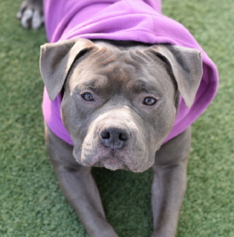 MyBoxerLuvMac1's tweet image. 💔Blue Bunny💔
#NYCACC #247140 4y
▪️Listed TBK: 2/24💉 
#RescueOnly

Precious sweetie's💔, surr after left w family member &amp;amp; owner never ret 4 him!
Grieving, not acclimating well, hates tiny cell!
Of course he does!
Look @ his wonderful face!
Just needs a chance!
Needs loving,