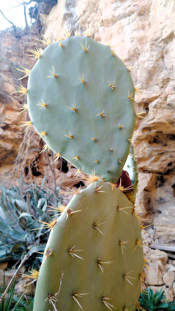 DaniElefantman's tweet photo. Tuna roja esspinada Opuntia soederstromiana #tuna #chumbera #planta #hacerfotos https://t.co/LH49XbopXX