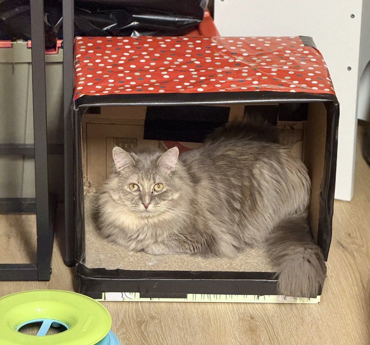 The most racist interaction happened today. My dad was waiting for me at my work when a security guard asked if he wanted to take my cats to India so he could cook &amp; eat them, she “saw it on TV.”

My cats have been spending the month in grandpa’s lap or in the box he made. ⬇️