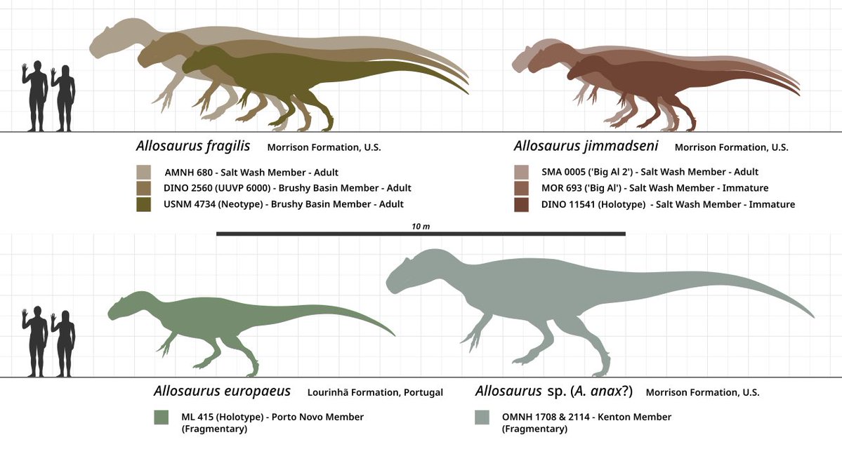 ❝現在、アロサウルス属には4種の正式な学名が認められているが