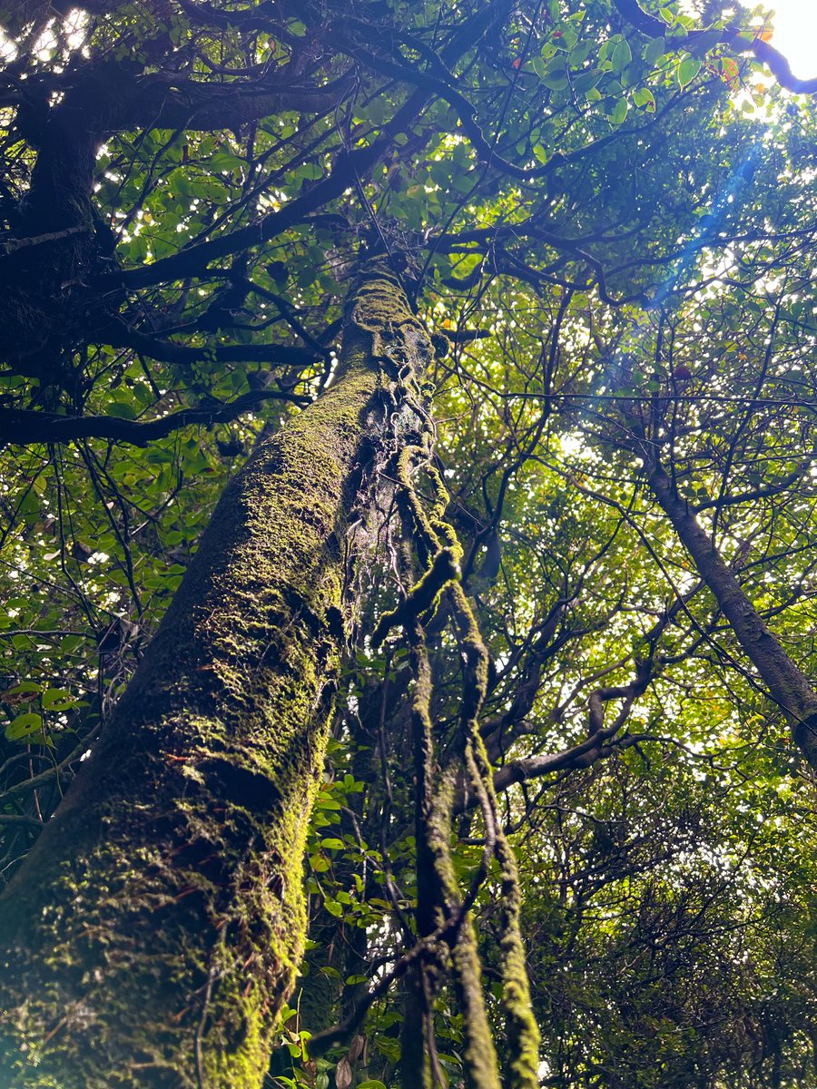 Mick 黎王 Lauer (TGC Con, Phoenix AZ 4/10 - 4/12) tweet media