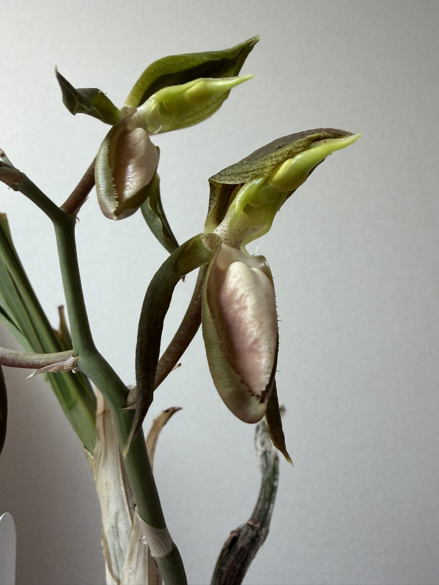 北条早雲@タケノコ蘭沼 (@chakky12031020) / Posts / X