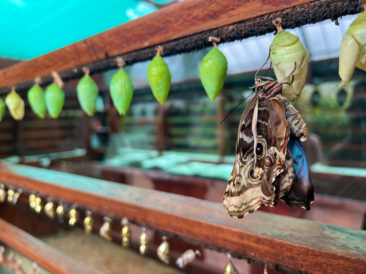 Mick 黎王 Lauer (TGC Con, Phoenix AZ 4/10 - 4/12) tweet media