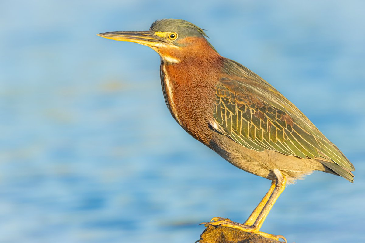 Thomas Wildlife Videos tweet media