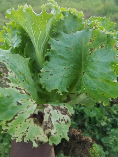 J Gen Plant Pathol tweet media