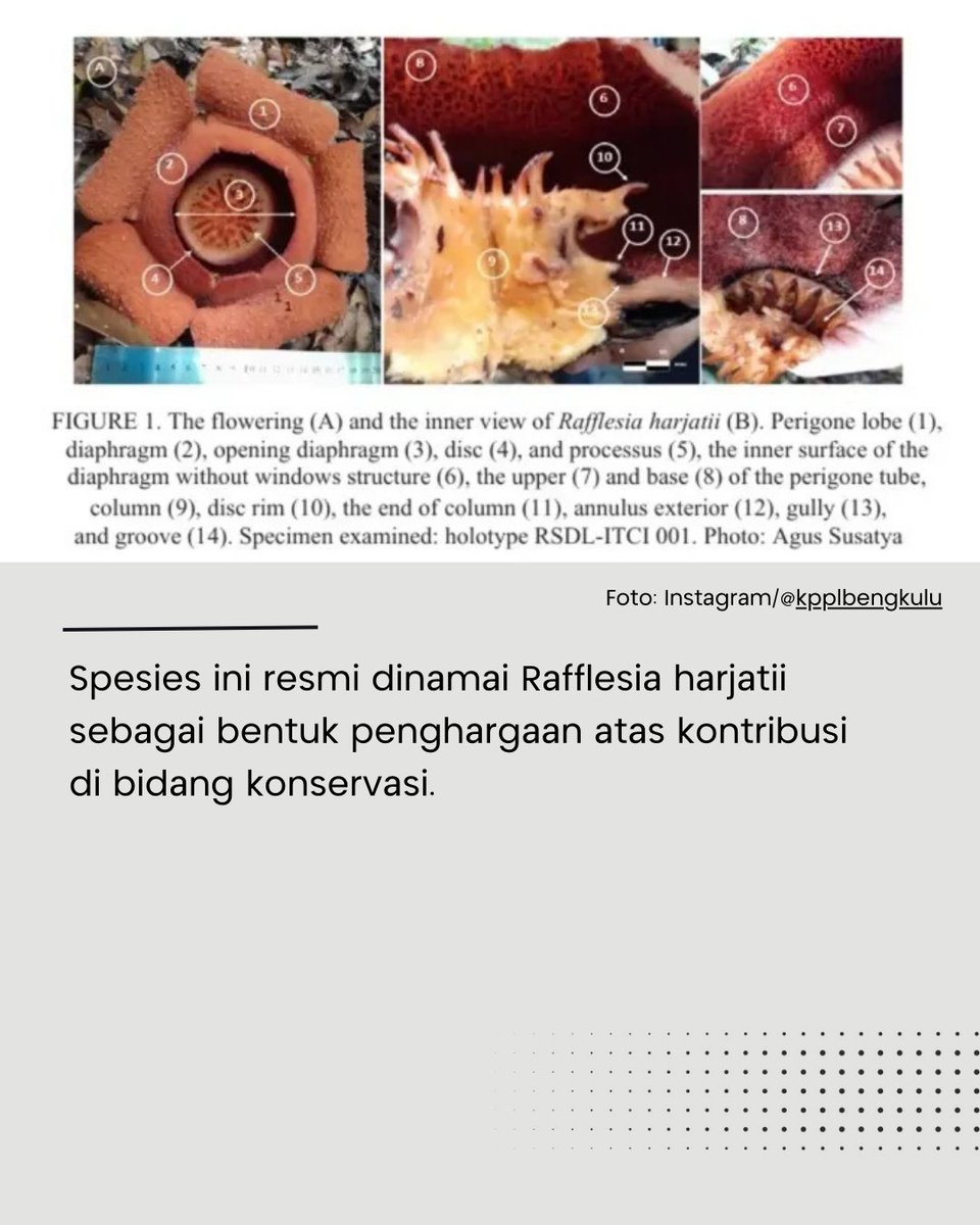 BREAKING NEWS

🚨BRIN &amp; Univ. Bengkulu (UNIB), temukan spiesies baru bunga rafflesia.🚨

📌Rafflesia Harjatii

• Indonesia kembali mencatatkan capaian ilmiah melalui penemuan spesies baru bunga Rafflesia di Kalimantan Timur.

• Temuan ini memperluas daftar kekayaan flora